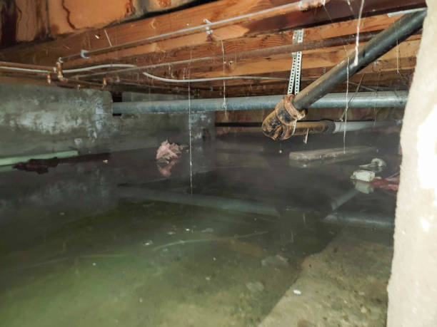 Best Professional water damage repair  in Springdale, OH